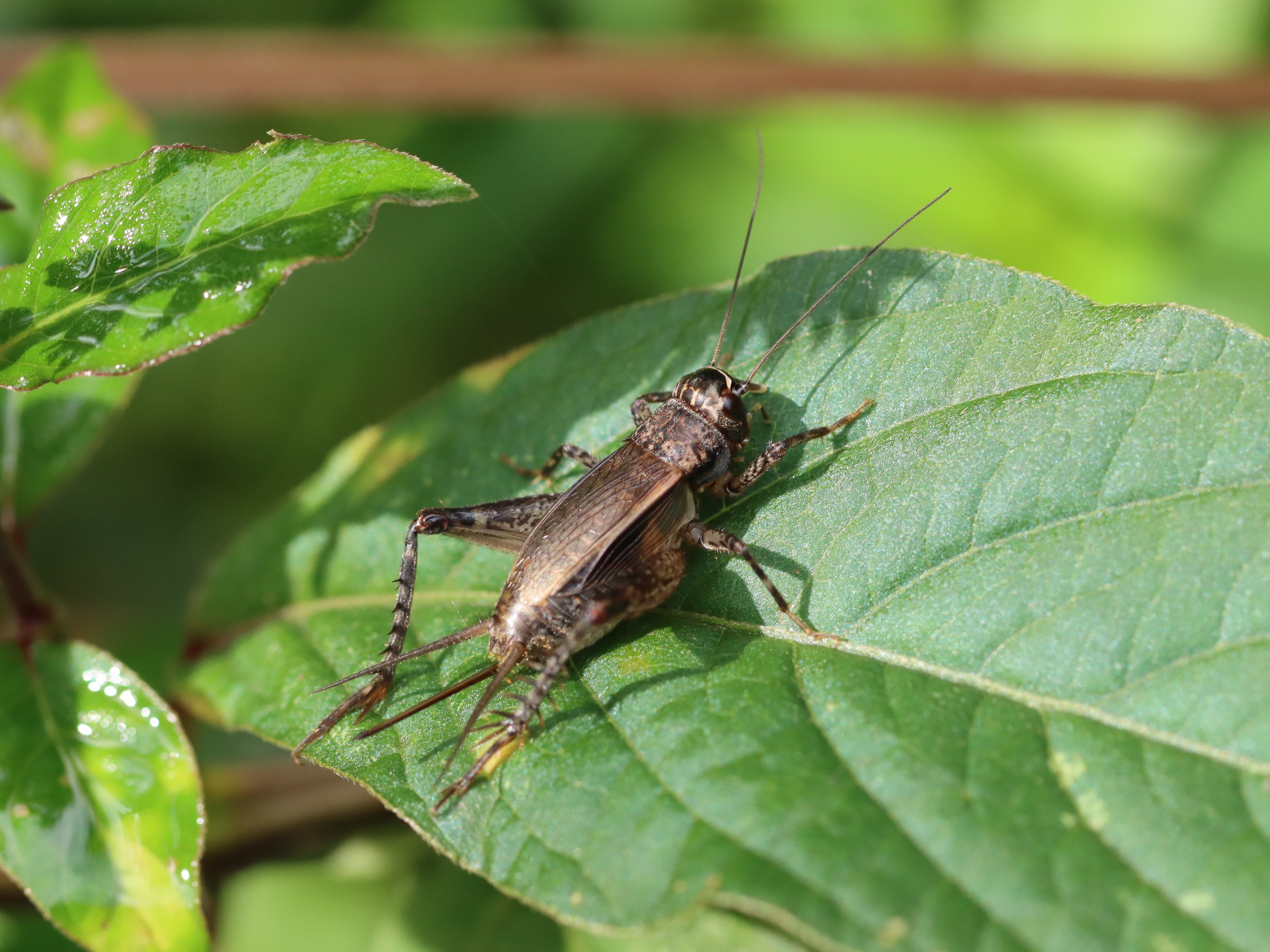 ハラオカメコオロギ